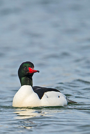 Common_merganser_2
