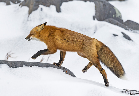 Red_Fox_CH_2