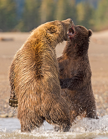 Brown_bear_LC_31