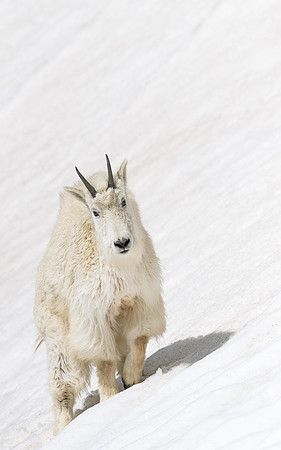 Mountain_goat_16