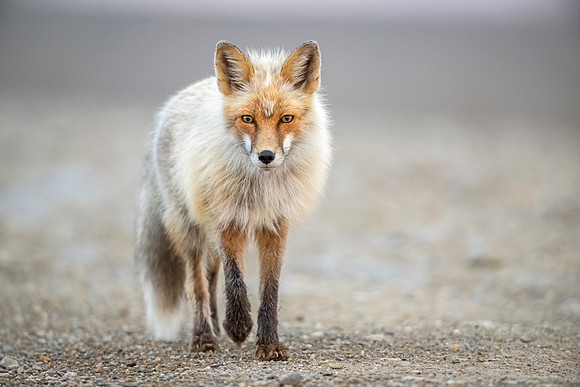 Red_fox_Nome_2023_4