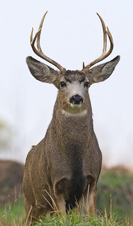 Mule_deer_buck_36