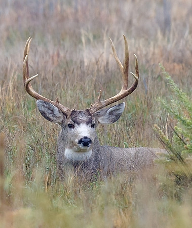 Mule_deer_buck_34