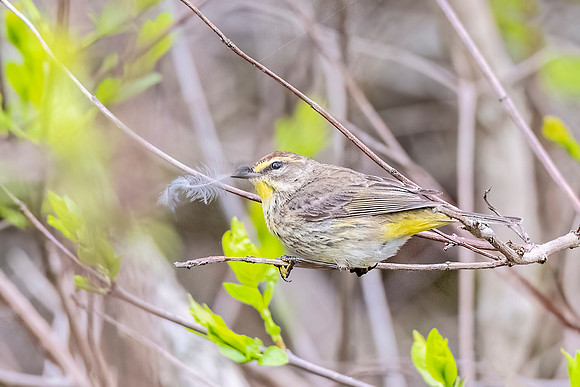 Palm_warbler_BWAB_2024_1