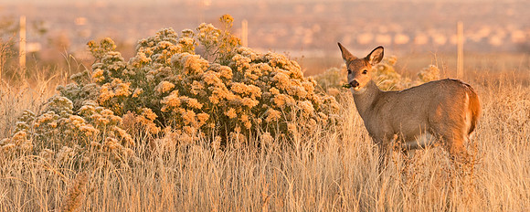 White-tailed_deer_doe_65