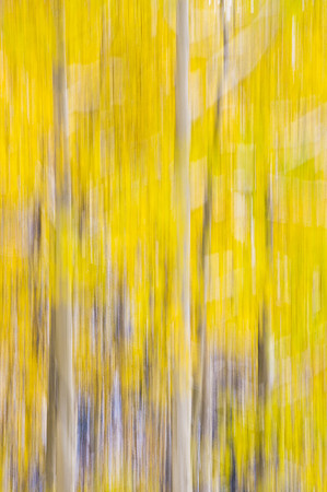 Aspens_1