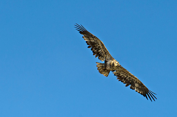 Bald_eagle_107