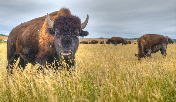 Bison_29