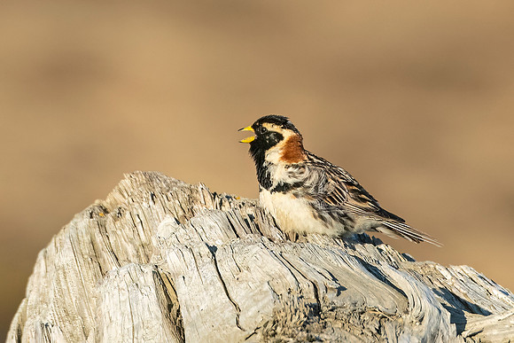 Lapland_longspur_Nome_2024_1