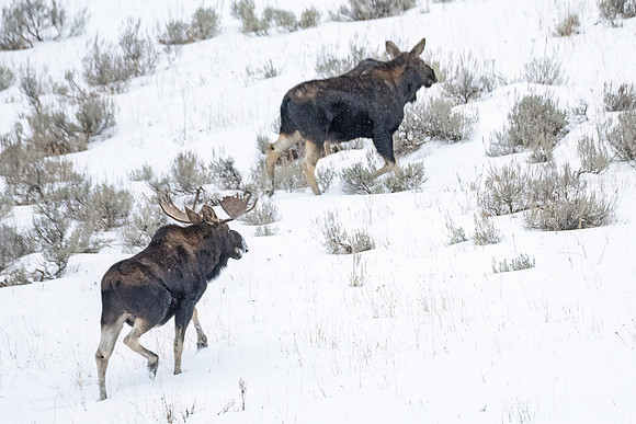 Moose_YNP_2024_3