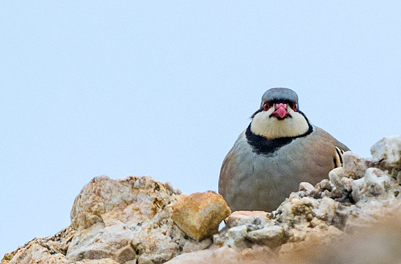 Chukar_2