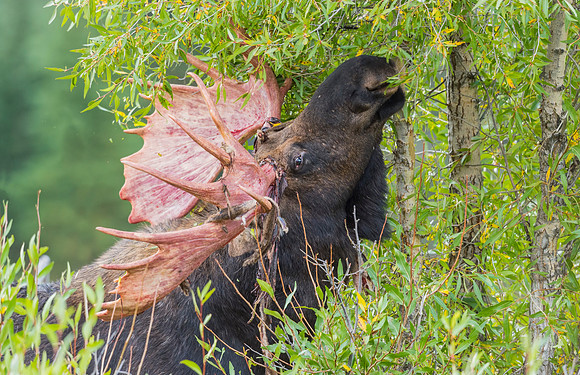Moose_GTNP_2016_4