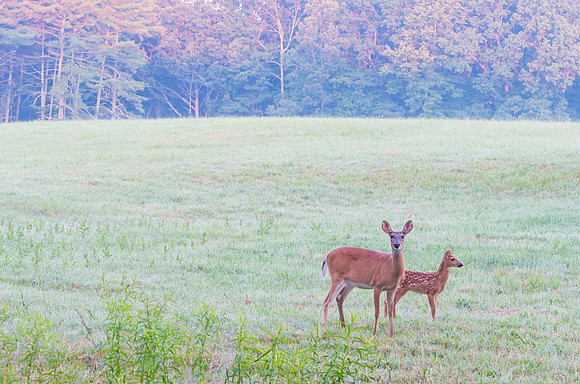 White-tailed_deer_fawn_and_doe_2
