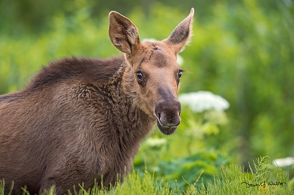Moose_Homer_2015_1