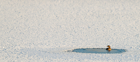 Grebe_on_fronzen_pond