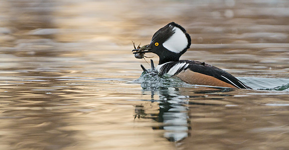 Hooded_merganser_11