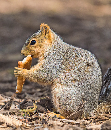 Squirrel_2