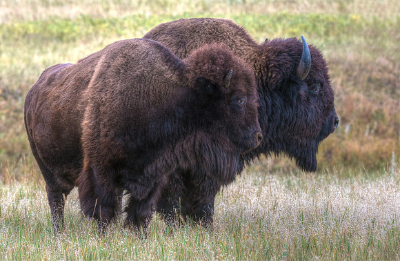 Bison_22