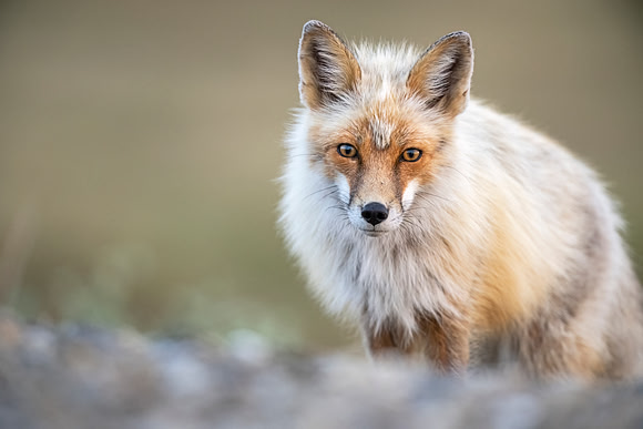 Red_fox_Nome_2023_7