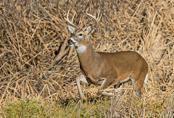 White-tailed_deer_22
