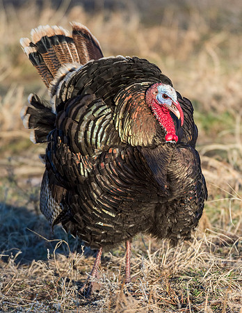 Turkey_WC_2