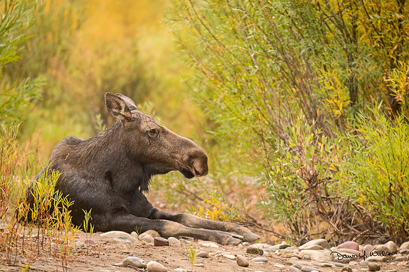 Moose_GTNP_2019_11