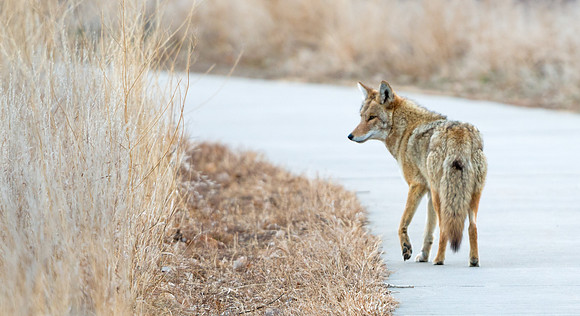 Coyote_23