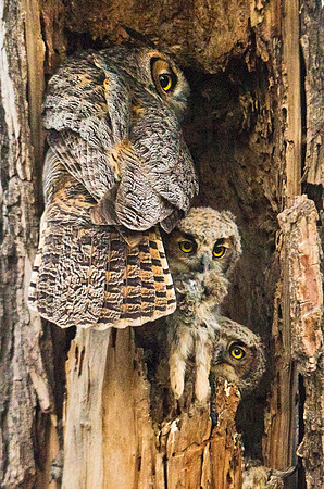 Great_horned_owlet_33