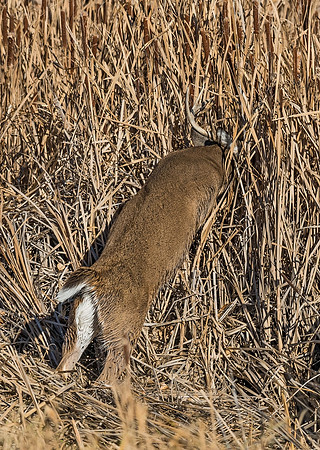 White-tailed_deer_38
