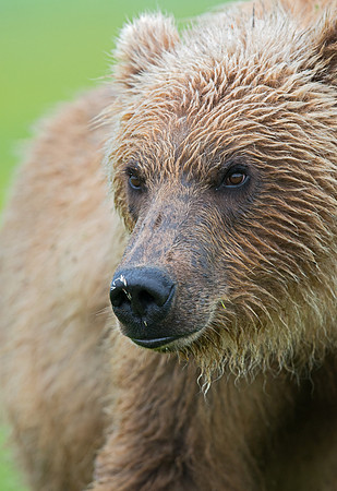 Brown_Bear_HB_27