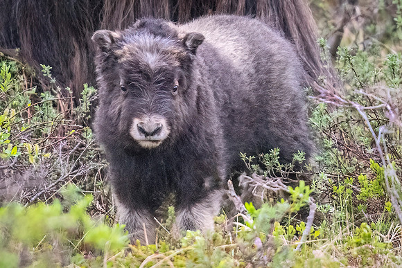 Muskox_Nome_2023_11