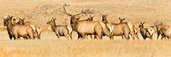 Elk_52
