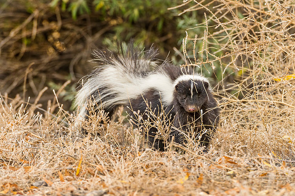 Striped_skunk_BDANWR_2016_3